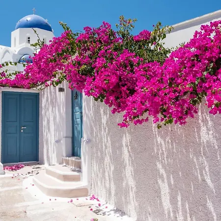 The Bougainvillea *
